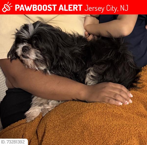 Lost Female Dog last seen Danforth Av. And Ocean Ave., Jersey City, NJ 07305