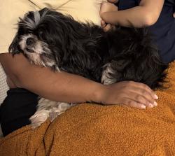 Lost Female Dog last seen Danforth Av. And Ocean Ave., Jersey City, NJ 07305