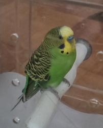 Found/Stray Male Bird last seen Kingswell Dr, which connects to Kerrydale Road, Dale City, VA 22193