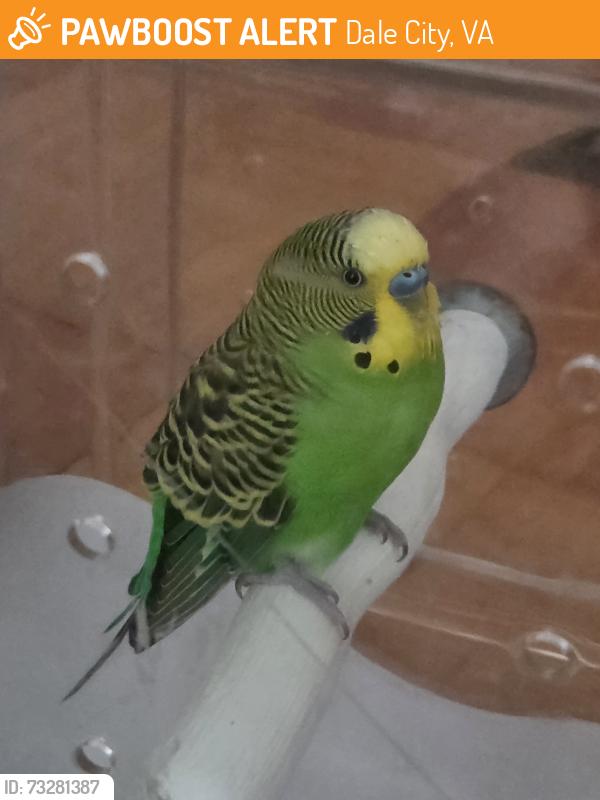 Found/Stray Male Bird last seen Kingswell Dr, which connects to Kerrydale Road, Dale City, VA 22193