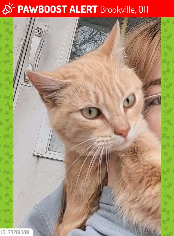 Lost Male Cat last seen Temple Road, Dull Woods Conservation Area, Brookville, OH 45309