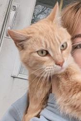 Lost Male Cat last seen Temple Road, Dull Woods Conservation Area, Brookville, OH 45309