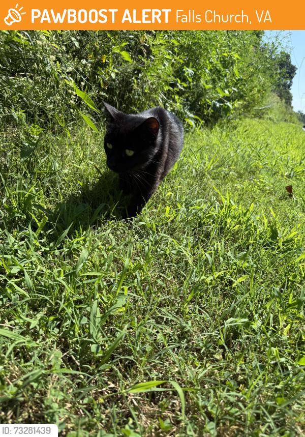 Found/Stray Unknown Cat last seen On 4 mile run trail, Falls Church, VA 22046
