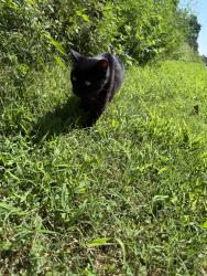 Found/Stray Unknown Cat last seen On 4 mile run trail, Falls Church, VA 22046