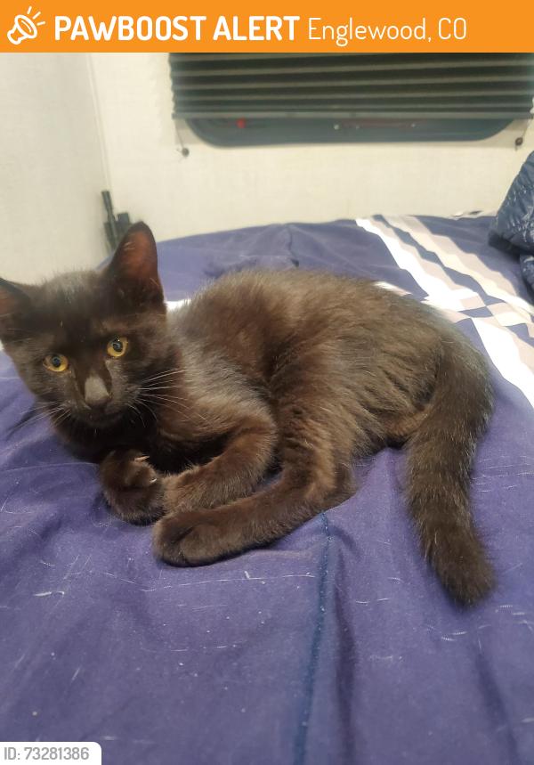 Found/Stray Female Cat last seen Parking lot near the mako medical lab center found in a tree, Englewood, CO 80112