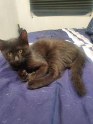 Found/Stray Female Cat last seen Parking lot near the mako medical lab center found in a tree, Englewood, CO 80112