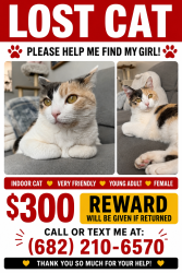 Reunited Female Cat last seen Mariposa Cove Lane, Orlando, FL 32822