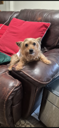 Lost Male Dog last seen Near William chapman elementary sw 272 st, Homestead, FL 33032