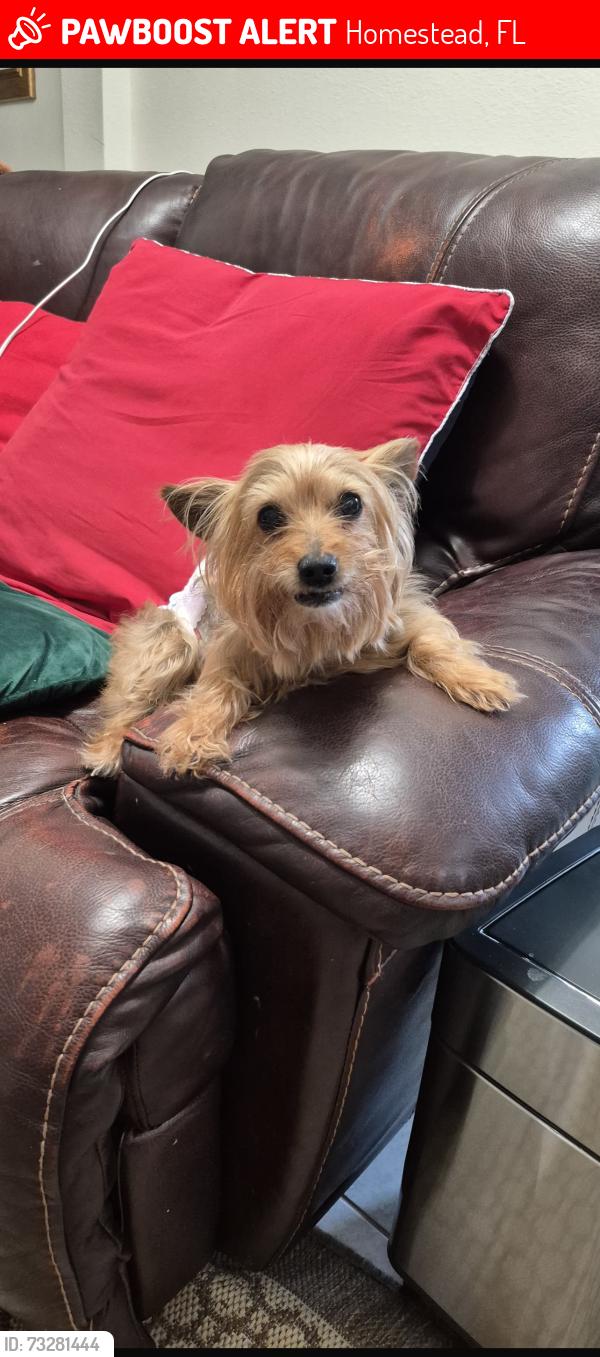 Lost Male Dog last seen Near William chapman elementary sw 272 st, Homestead, FL 33032