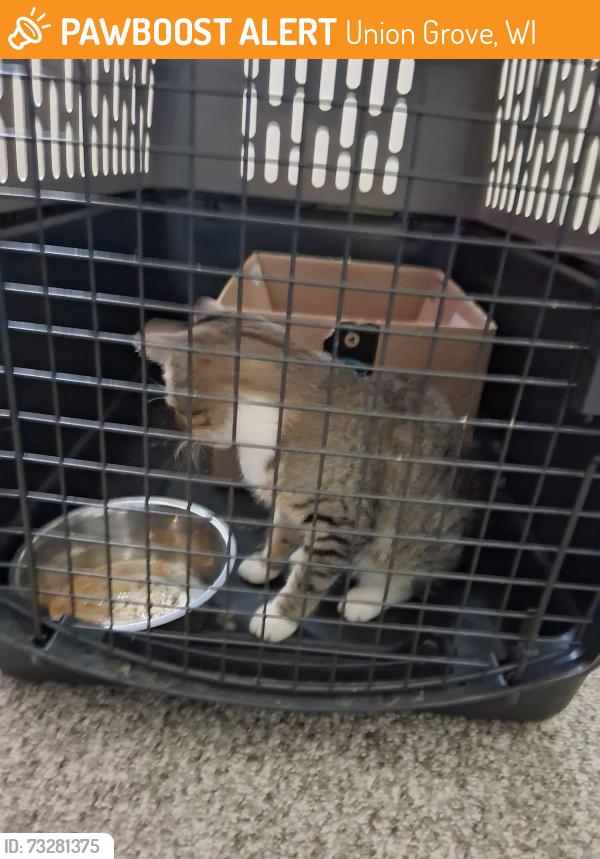 Found/Stray Male Cat last seen 9th street and park place, Union Grove, WI 53182
