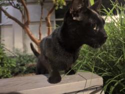 Reunited Female Cat last seen Long Beach Blvd and 3rd St, Long Beach, CA 90802