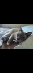Lost Male Cat last seen California and los Angeles, Vista, CA 92083