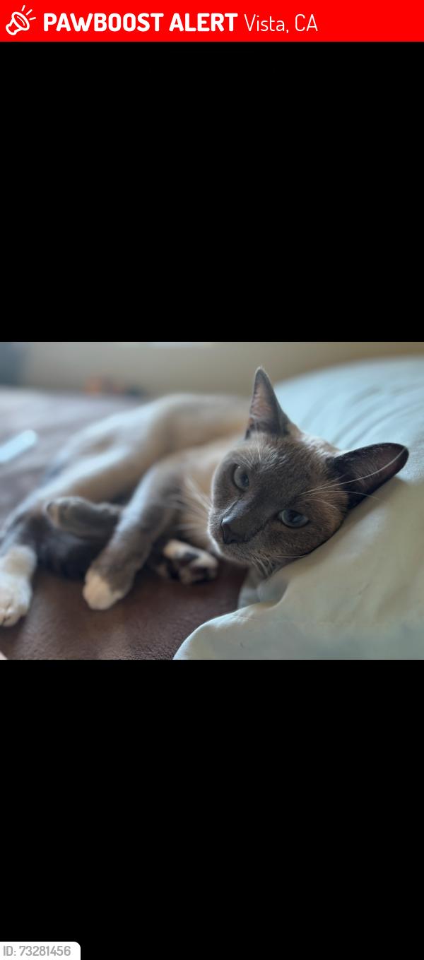 Lost Male Cat last seen California and los Angeles, Vista, CA 92083