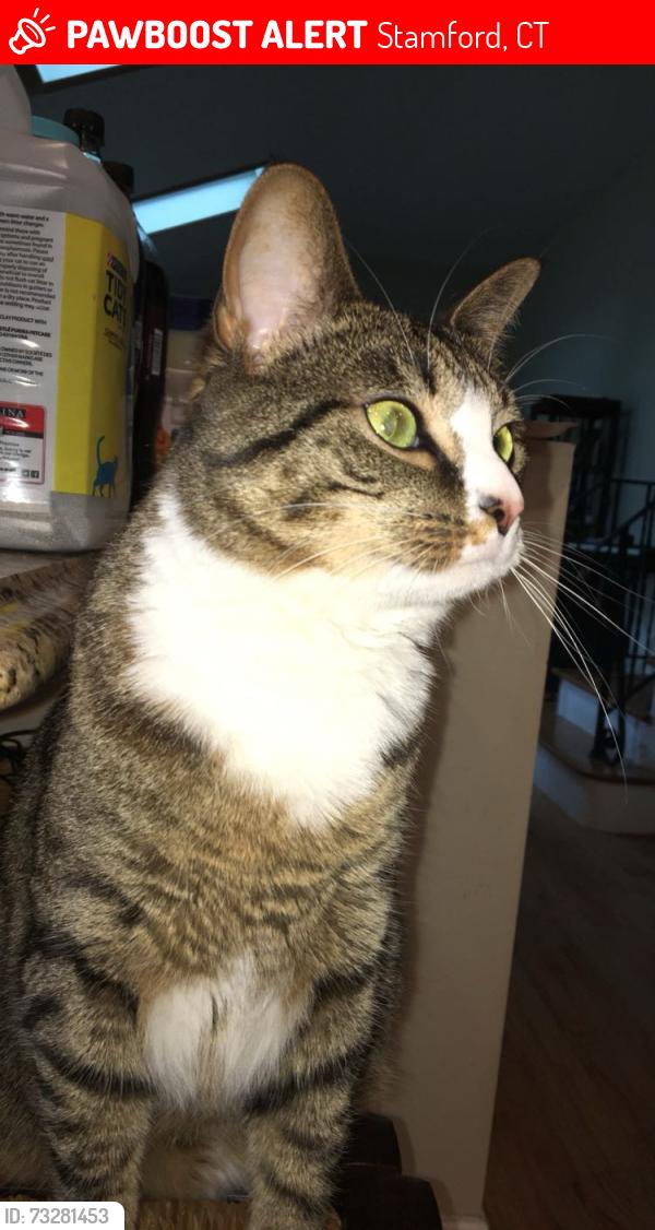 Lost Female Cat last seen Rolling Wood Drive and Little Hill Drive, Stamford, CT 06905