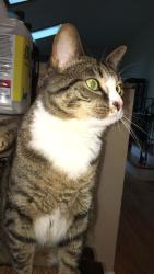Lost Female Cat last seen Rolling Wood Drive and Little Hill Drive, Stamford, CT 06905