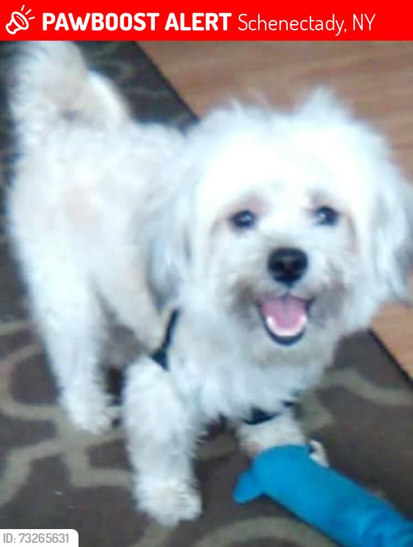 Lost Male Dog last seen State st, Schenectady, NY 12307