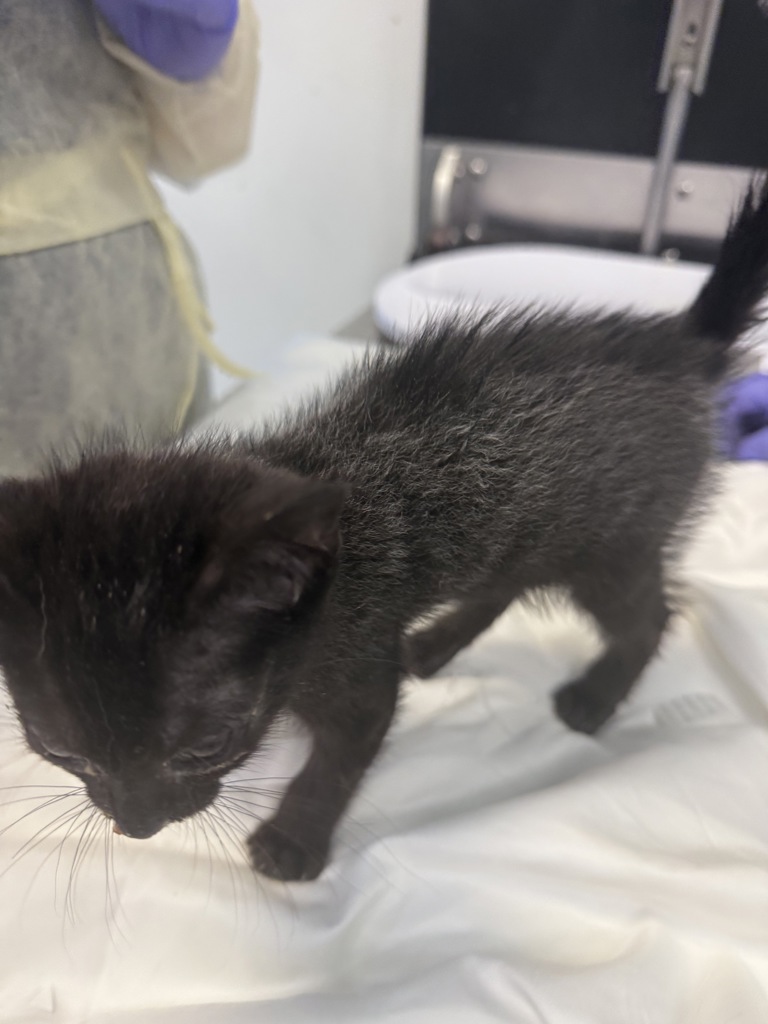 Shelter Stray Female Cat last seen Apt 42,3242 Decatur Avenue, BRONX, NY, 10467, 326 E 110th St, New York, NY 10029, USA