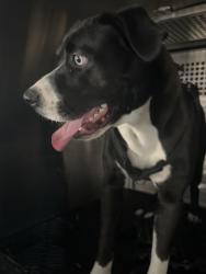 Shelter Stray Male Dog last seen Near N Hearsey Drive, AUSTIN, TX, 78744, 7201 Levander Loop bldg a, Austin, TX 78702, USA