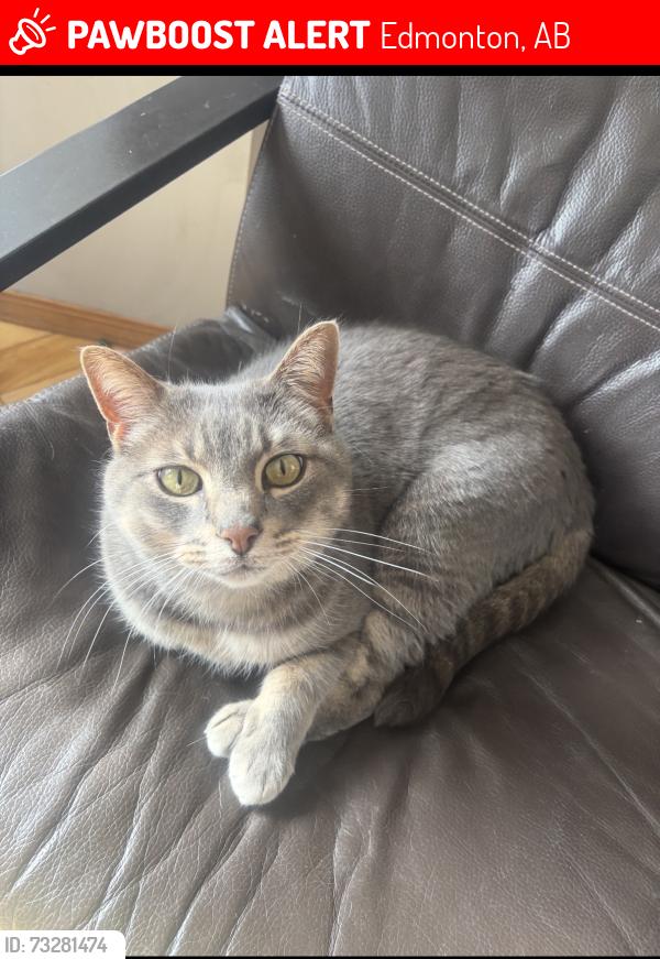 Lost Male Cat last seen Near avenue and 68 street, Edmonton, AB 