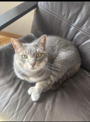 Lost Male Cat last seen Near avenue and 68 street, Edmonton, AB 
