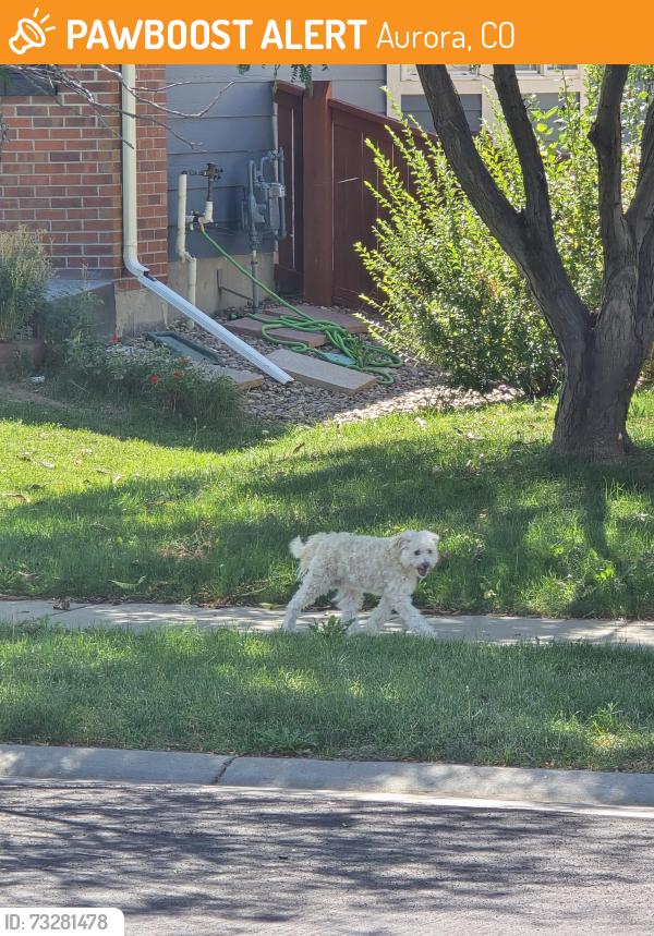 Found/Stray Unknown Dog last seen 56th and Tower, Aurora, CO 80019