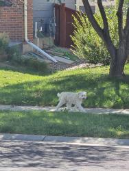 Found/Stray Unknown Dog last seen 56th and Tower, Aurora, CO 80019