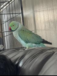 Lost Male Bird last seen East Surry high school, Pilot Mountain, NC 27041