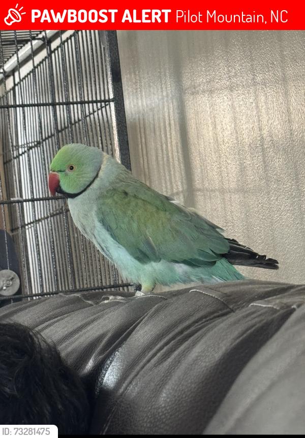 Lost Male Bird last seen East Surry high school, Pilot Mountain, NC 27041