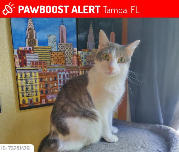 Lost Female Cat last seen crenshaw and armenia, Tampa, FL 33614