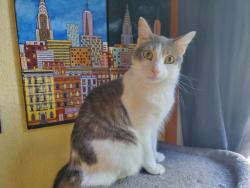 Lost Female Cat last seen crenshaw and armenia, Tampa, FL 33614