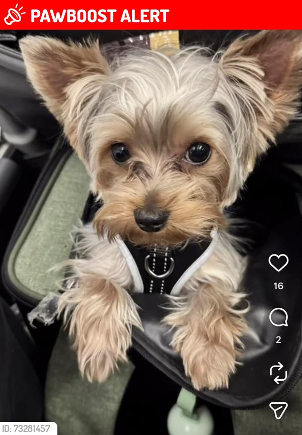 Lost Male Dog last seen Modesto Ave & Lowell Dr NE, North Albuquerque Acres, NM 87122
