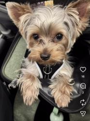 Lost Male Dog last seen Modesto Ave & Lowell Dr NE, North Albuquerque Acres, NM 87122