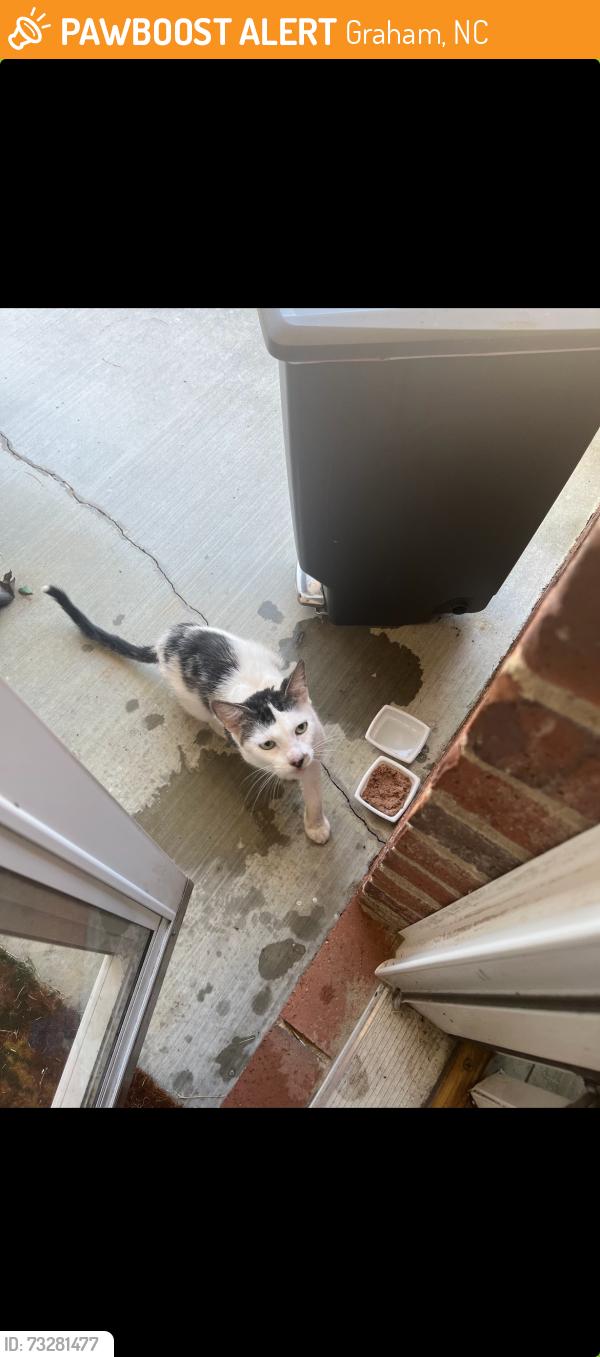 Found/Stray Male Cat last seen Hanford Rd and Villa Dr in Villas at Hanford neighborhood, Graham, NC 27253