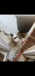 Found/Stray Male Cat last seen Hanford Rd and Villa Dr in Villas at Hanford neighborhood, Graham, NC 27253