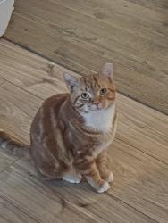 Lost Male Cat last seen Baysridge Drive and Jim Owen's Road, Kennesaw, GA 30152
