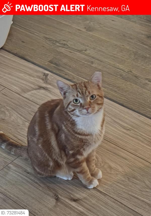 Lost Male Cat last seen Baysridge Drive and Jim Owen's Road, Kennesaw, GA 30152