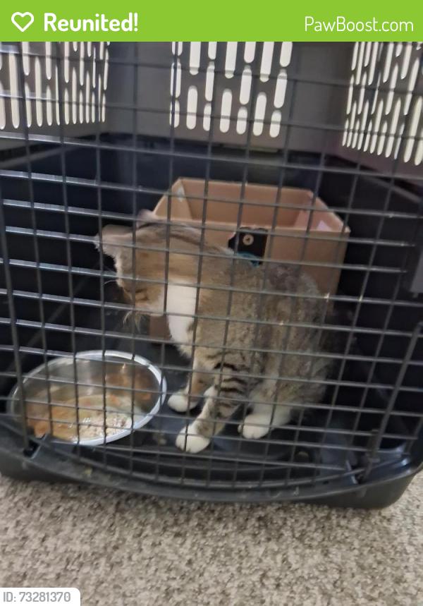 Reunited Male Cat last seen Park Place and 9th street, Union Grove, WI 53182