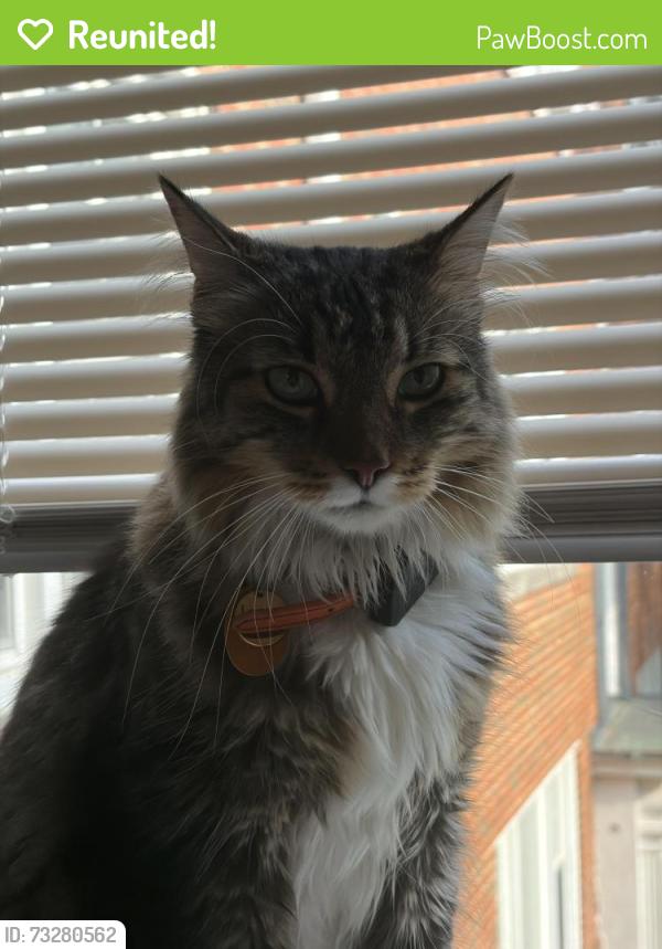 Reunited Male Cat last seen Bennett and Central, Evanston, IL 60203