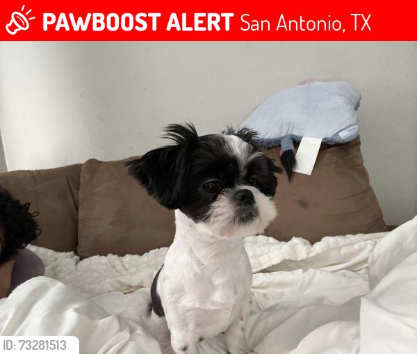 Lost Male Dog last seen Near Glasgow dr, San Antonio, TX 78223