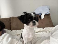 Lost Male Dog last seen Near Glasgow dr, San Antonio, TX 78223