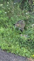 Found/Stray Unknown Cat last seen Middlebury dr on trail backing onto hses, down from school, Mississauga, ON 