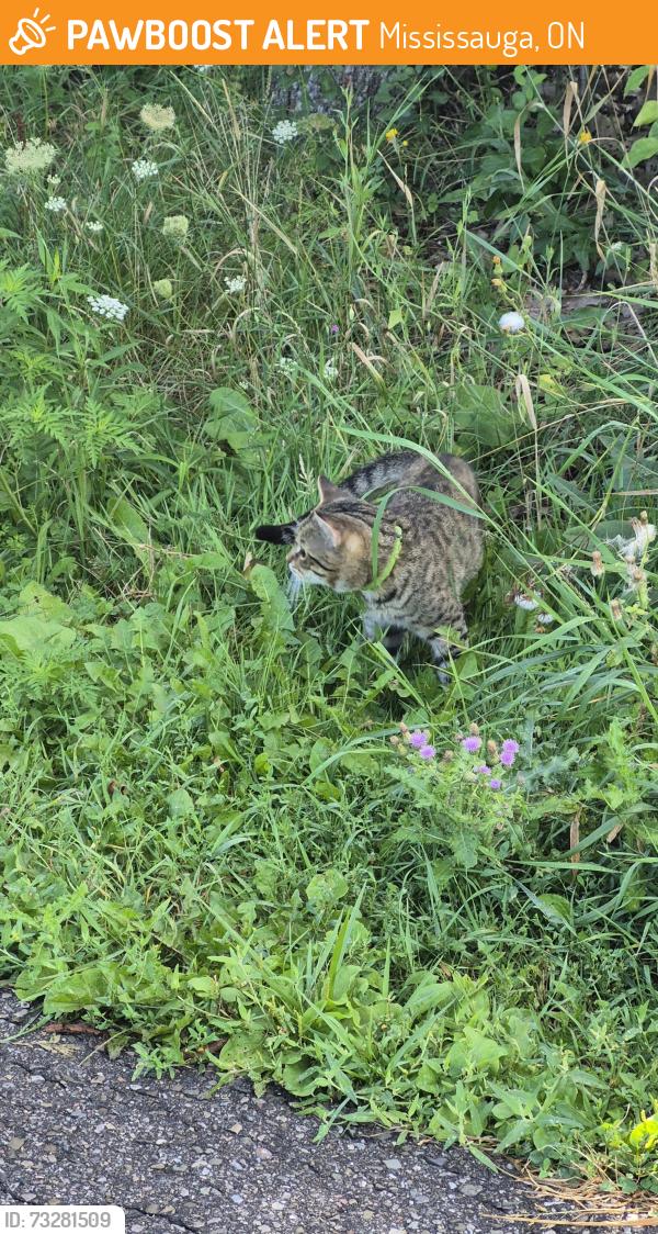 Found/Stray Unknown Cat last seen Middlebury dr on trail backing onto hses, down from school, Mississauga, ON 