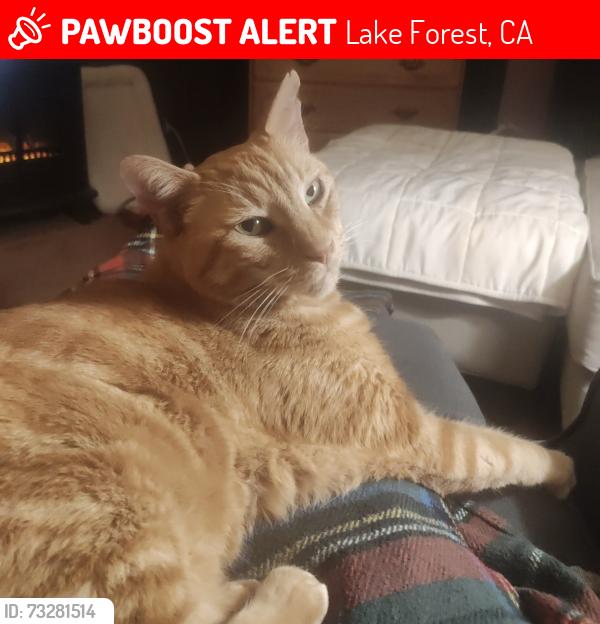 Lost Male Cat last seen Landisview, Lake Forest, CA 92630