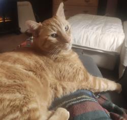 Lost Male Cat last seen Landisview, Lake Forest, CA 92630