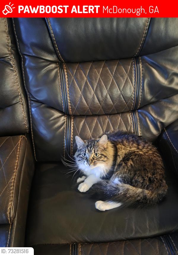 Lost Female Cat last seen Countryside Dr., McDonough, GA 30252