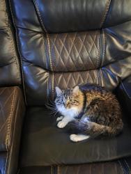 Lost Female Cat last seen Countryside Dr., McDonough, GA 30252