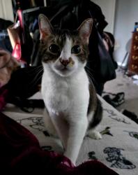 Reunited Female Cat last seen Lives near hemlock and Pattrson, Oxnard, CA 93035