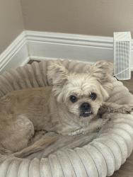 Found/Stray Female Dog last seen Sandlake Rd, Seminole County, FL 32703