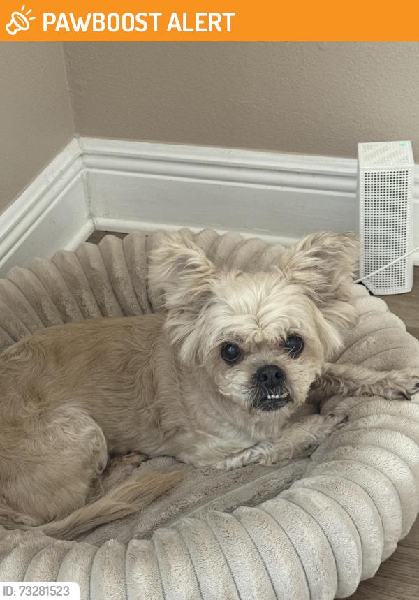 Found/Stray Female Dog last seen Sandlake Rd, Seminole County, FL 32703