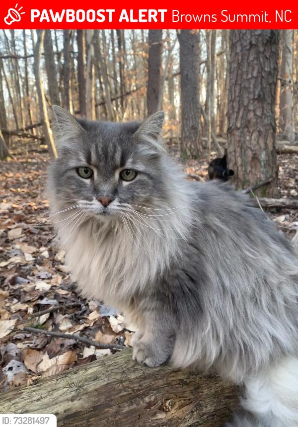 Lost Male Cat last seen Hillcroft Rd, Browns Summit, NC, Browns Summit, NC 27214